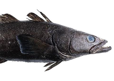 The Ross Sea Antarctic toothfish TAC has been in the 3,000-tonne range for a number of years.