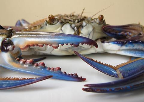 The NFI Crab Council funds Blue Swimming Crab sustainability projects