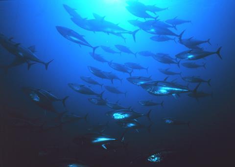 Numbers of Pacific bluefin tuna, which is considered overfished, have declined to historic lows. Photo: NOAA