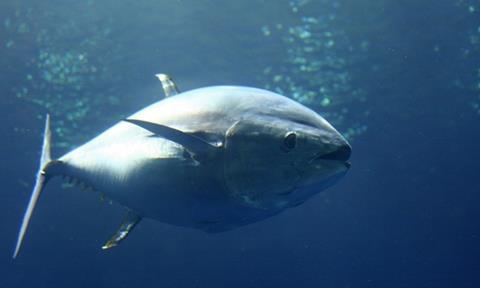 ICCAT has approved a 2011 bluefin fishing quota of 12,900 tonnes: down from last year’s quota of 13,500 tonnes.