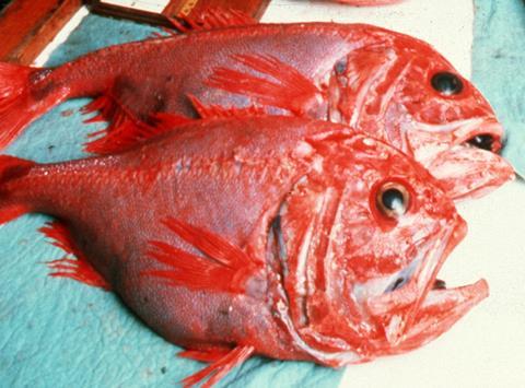 The Council did agree to maintain the prohibition on retention of depleted orange roughy. Credit: CSIRO/CC-BY-3.0, via Wikimedia Commons