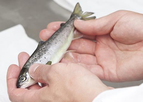 The EPO has expanded STIM’s patent rights over its SuperSmolt FeedOnly Photo: STIM
