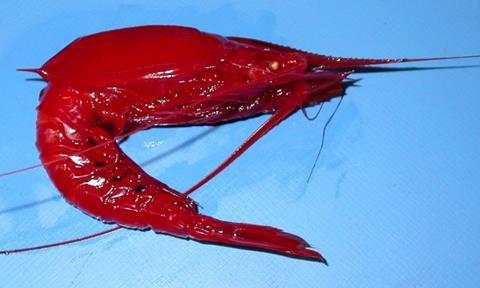 NOAA closed the re-opened royal red shrimp fishery after it received a report from a fisherman who caught tarballs.