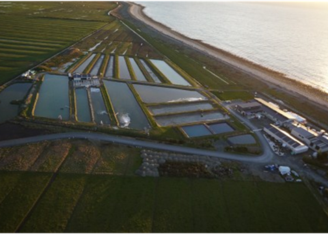 The new scampi hatchery