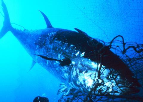 No measures were adopted for the conservation of Bluefin Tuna