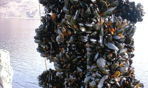 Rope-grown mussels produced by SSMG this year became the first farmed seafood in the UK to achieve Friend of the Sea certification.