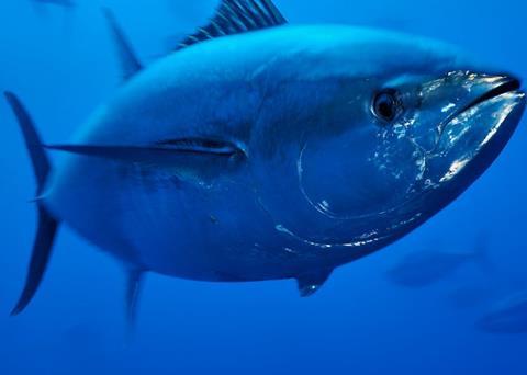 Increases to catches of Atlantic bluefin tuna are "too rapid", says WWF. Photo: Wild Wonders of Europe/Zankl/WWF
