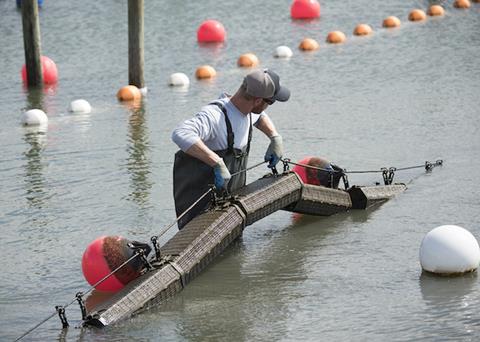 Hoopers Island to sell Hexcyl Systems