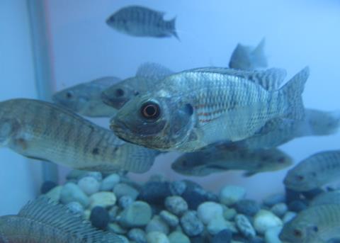 India’s traditional fishermen get priority