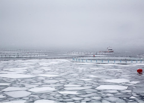 ASC certified salmon is now available in Japan