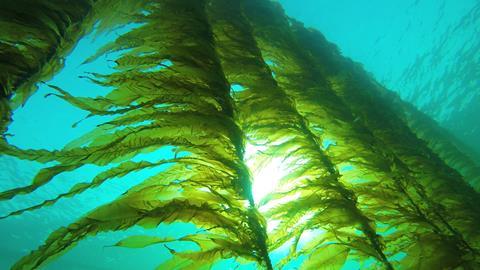 Seaweed Solutions