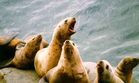 Endangered Steller sea lions. (Photo: NOAA)
