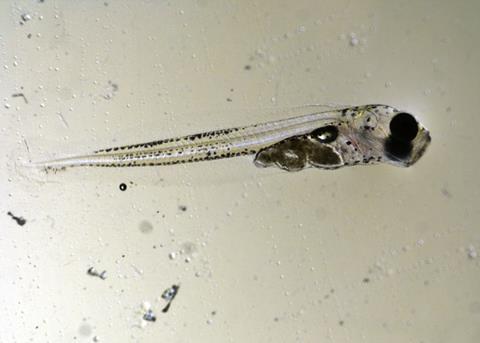 Pacific cod larvae