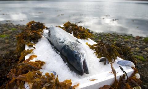 A new Salmon Business Confidence Survey reports that 78% of salmon companies plan to increase staff over the next five years.