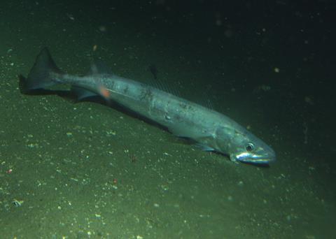Pacific hake. Credit: NOAA