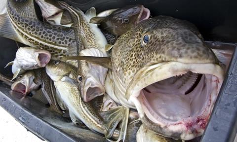 In future there may be less restrictions surrounding fishing Baltic cod