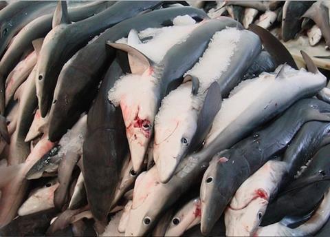 ICAAT wants to protect shark species by implementing a ‘Fins naturally attached’ policy
