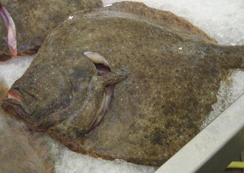 The EC has proposed a cut to the annual EU quota for turbot in the Black Sea by 15% in 2015