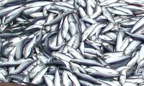 According to the Alaska Department of Fish and Game, the Sitka Sound herring stock is at the highest level seen since the department began record-keeping in 1964.