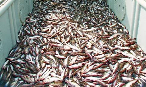 The pollock catch limit for 2011 has been set at 1,252,000 tonnes in the Eastern Bering Sea, and 96,215 In the Gulf of Alaska. (Photo: NOAA)