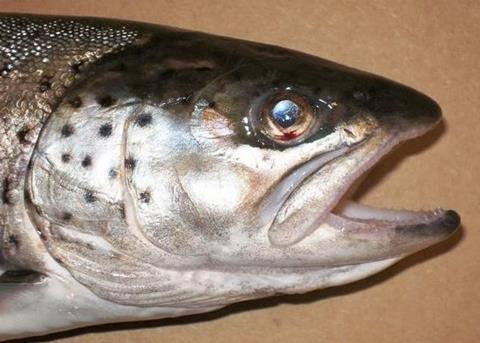 Vikenco has become the first European salmon processor to get BAP certified Photo: WDFW