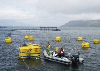 WaveNet is a scalable array of floating ‘squid’ generator units that harvest wave energy