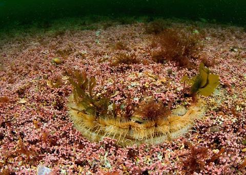 Maerl is known as one of Scotland's hidden treasures. Photo: Paul Naylor