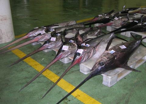 Swordfish auction. Credit: José Antonio Gil Martínez/CC BY 2.0, via Wikimedia Commons
