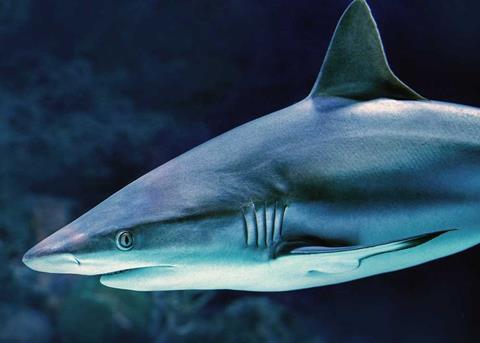 Friend of the Sea has persuaded Deliveroo to take shark fin soup off the menu Photo: Friend of the Sea