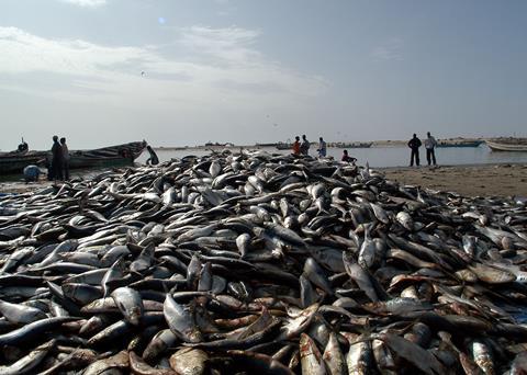 Fish Market in Nouadhibou Harbour, Mauritania. Credit: Marco Carè/Marine Photobank