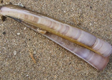 The small-scale razor clam (Ensis arcuatus) fishery operation in Ría de Pontevedra has been MSC certified
