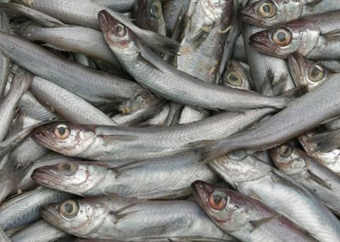 The blue whiting TAC has been agreed at 643,000 tonnes. Picture courtesy of Seafood Shetland