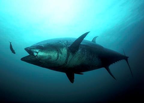 New regulations will help Atlantic bluefin tuna in the Gulf of Mexico and off Cape Hatteras. Credit: NOAA