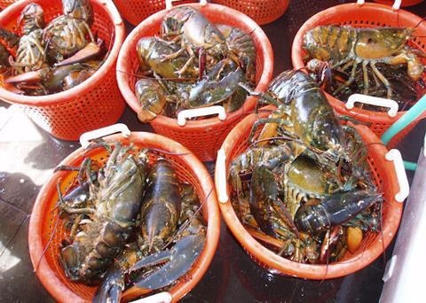 American lobster is the most valuable single species harvested in the US with Maine landings accounting for approximately 80% of the value Photo: NOAA Fisheries/Jerry Prezioso