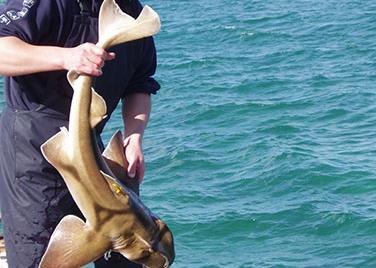 The guide will help protect accidentally-caught sharks