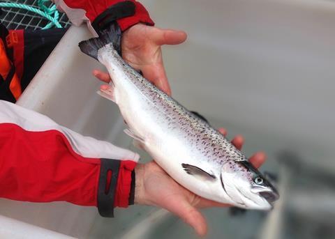 Sea lice project for salmon and trout