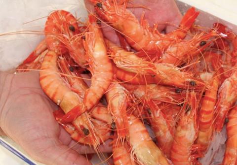 Seafood traceability