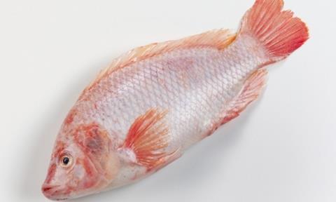 The tilapia died because there was too little oxygen in the water, said officials.