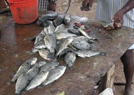 A village fish stall in Sri Lanka