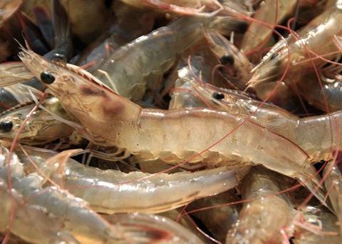 The shrimp standard has been handed over to the ASC