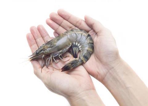 Revitalising black tiger shrimp farming
