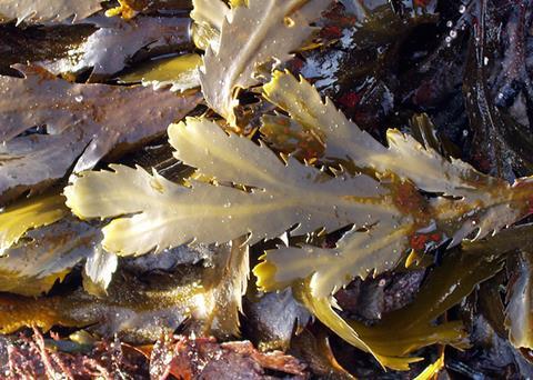 The ASC-MSC Seaweed standard focuses on minimising the environmental and social impacts of seaweed operations
