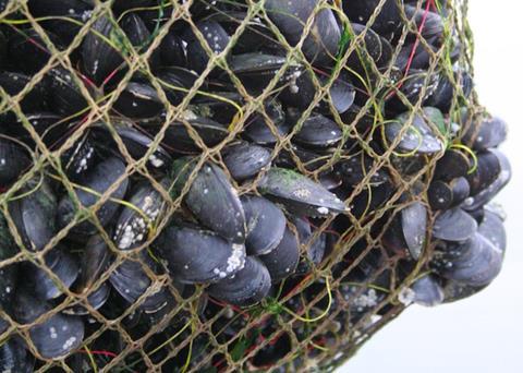 Cefas has been designated a reference centre by the FAO in acknowledgement of its expertise in bivalve mollusc sanitation Photo: Cefas