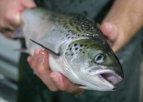 Scottish salmon