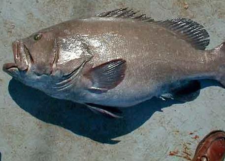 Warsaw grouper