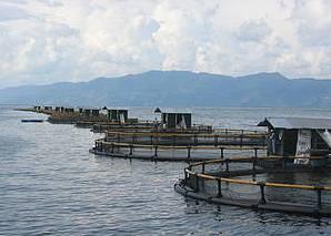 Tilapia Farm in indonesia