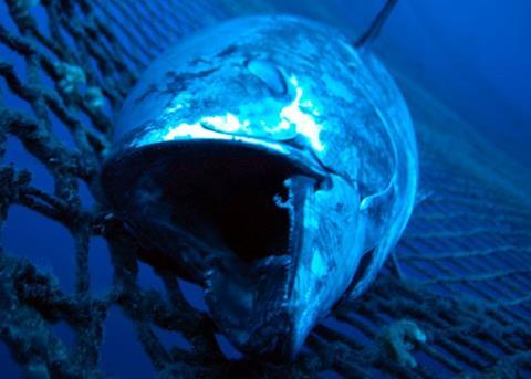 A 342kg bluefin tuna has been sold for a record price in Tokyo