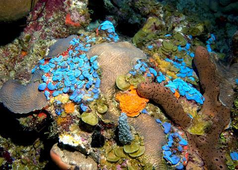 Bright blue ascidians, known as sea squirts, are found thriving at 50m (164ft) among corals, light green algae (Lobophora), and red, orange, and brown sponges