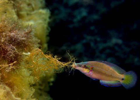 Ocellated wrasse: Credit: Natascia Tamburello