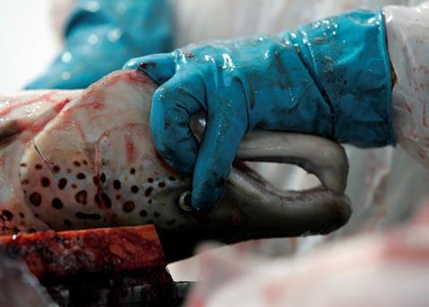 Scientists are worried about a repeat Chilean ISA catastrophe in Canada. Photo: infosurhoy